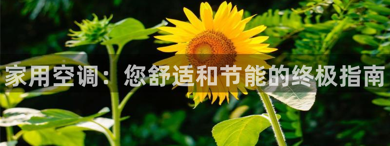 环球360飞机视频在线观看